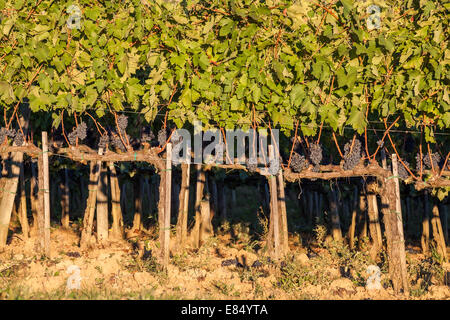 Sunshine in vineyard of Montalcino, Tuscany Italy known for Brunello wine Stockfoto