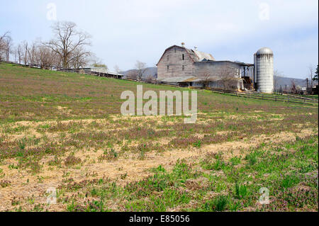 Alte Scheune und Silo in der Nähe von McGaheysville, Virginia, USA. Stockfoto