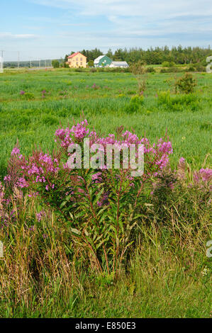 Blühende Weidenröschen (Epilobium Angustifolium) in einem Feld, Kamouraska Region, Provinz Quebec, Kanada. Stockfoto