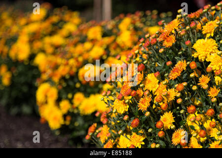 Gelb außerhalb Blumen mit textfreiraum auf der linken Seite Stockfoto