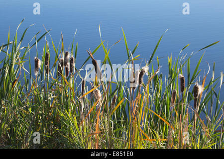Kattails (Typha latifolia) in Blüten, die entlang des Teichs wachsen und Teil des Wassermanagementsystems für die Gemeinde Bridlewood in Calgary, Kanada sind Stockfoto