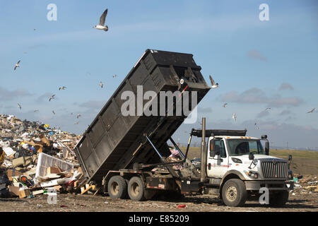 LKW, der kommunalen Müll in einer aktiven Deponiezelle in der Shepard Waste Management Facility, Calgary, Alberta, Kanada, deponiert Stockfoto