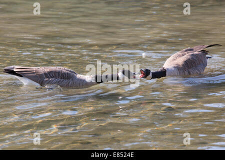 Kanadische Gänse (Branta canadensis), die in einem Teich zischten und kämpften Stockfoto