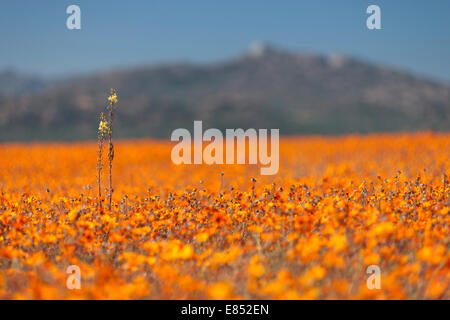 Margeriten und anderen Blumen im Namaqua National Park in Südafrika. Stockfoto