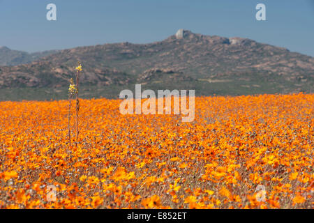 Margeriten und anderen Blumen im Namaqua National Park in Südafrika. Stockfoto