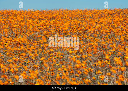 Margeriten und anderen Blumen im Namaqua National Park in Südafrika. Stockfoto