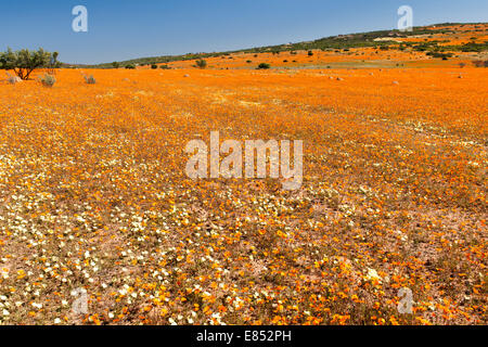 Margeriten und anderen Blumen im Namaqua National Park in Südafrika. Stockfoto