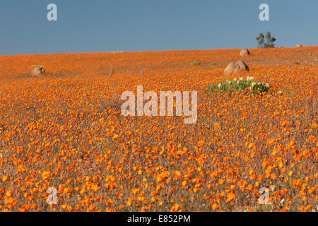 Margeriten und anderen Blumen im Namaqua National Park in Südafrika. Stockfoto