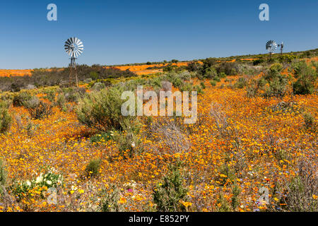 Blumen und Windmühlen im Namaqua National Park in Südafrika. Stockfoto