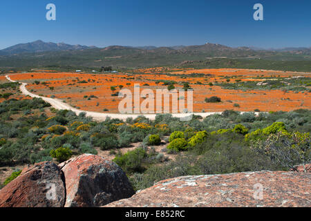 Blumen im Namaqua National Park in Südafrika. Stockfoto