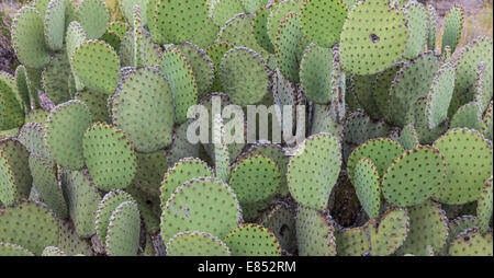 Blinde Feigenkaktus in Big Bend Nationalpark. Stockfoto