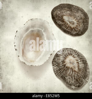 altes Papierhintergrund mit Limpet Muscheln texturiert Stockfoto