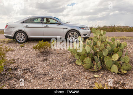 Taurus und Engelmann Kaktus aus Kaktus im Big Bend Nationalpark, Stockfoto