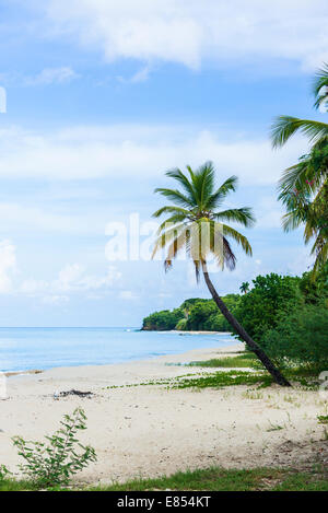 Einem tropischen Strand auf St. Croix mit der Karibik, Küste und einer Palme. Geeignet für Kalender, Poster, Grußkarten Stockfoto