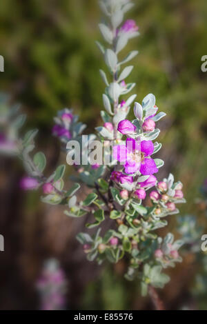 Purple Sage oder Cenizo blühen im Big Bend Nationalpark. Stockfoto