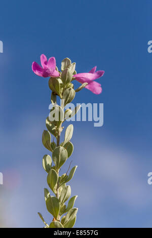 Lila Salbei in voller Blüte im Big Bend National Park. Stockfoto