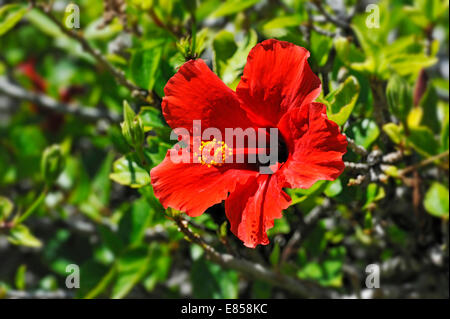 Rote Hibiskusblüten (Hibiscus), Windhoek, Namibia Stockfoto