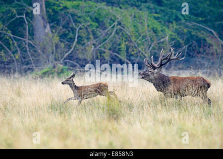 Rothirsch (Cervus Elaphus), Hirsch Jagd Doe, Dänemark Stockfoto