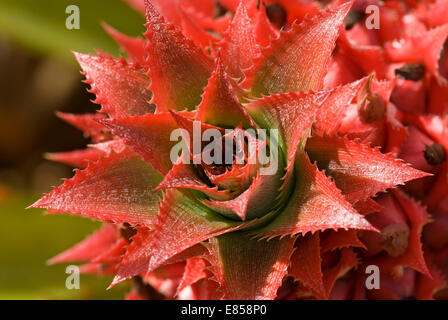 Ananas (Ananas Comosus), O Blume &#39; Ahu, Hawaii, Vereinigte Staaten Stockfoto