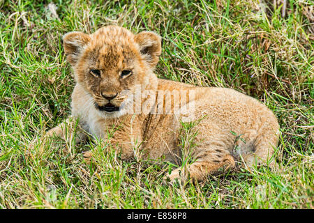 Löwenjunges (Panthera Leo), Massai Mara, Kenia Stockfoto