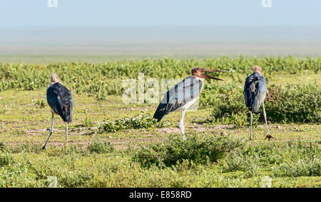 Störche Marabu (Leptoptilos Crumeniferus), Serengeti, Tansania Stockfoto