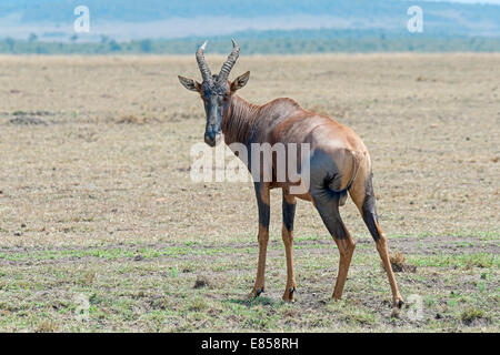 Topi (Damaliscus Lunatus Jimela), Masai Mara National Reserve, Kenia Stockfoto