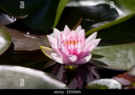 Rosa Seerose (Nymphaea) "Fabiola" Stockfoto