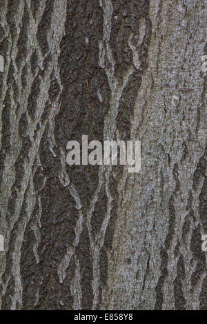 Rinde der Buche (Fagus Sylvatica), Deutschland Stockfoto