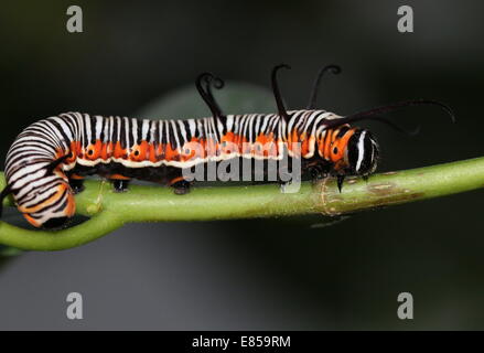 Exotisch aussehende Raupe des gemeinsamen Krähe Schmetterling a.k.a. gemeinsame indische oder Australian Crow (Euploea Core) Stockfoto