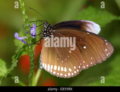 Gemeinsamen Krähe Schmetterling a.k.a. gemeinsame indische oder Australian Crow (Euploea Core) auf Futtersuche auf eine blaue Blume Stockfoto