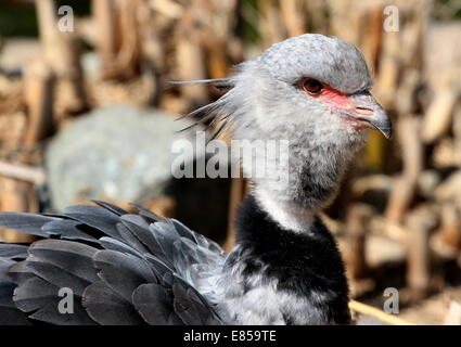 Nahaufnahme des südlichen oder crested Screamer (Chauna Torquata) nativen nach Brasilien, Argentinien und Uruguay Stockfoto