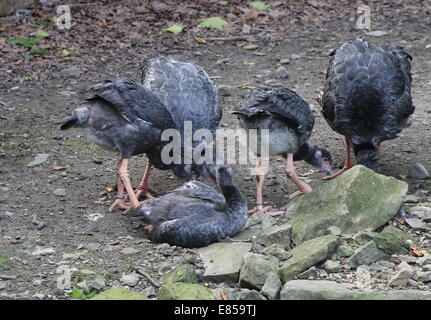 Familie der südlichen oder crested Screamer (Chauna Torquata) ursprünglich aus Brasilien, Argentinien und Uruguay. Drei Jugendliche & zwei Erwachsene Stockfoto