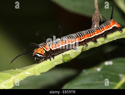 Exotisch aussehende Raupe des gemeinsamen Krähe Schmetterling a.k.a. gemeinsame indische oder Australian Crow (Euploea Core) Stockfoto