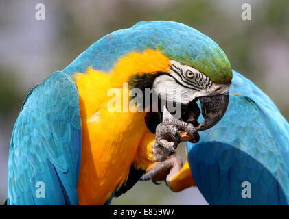 Blau-gelbe Ara (Ara Ararauna) close-up, während des Essens einer Nuss Stockfoto