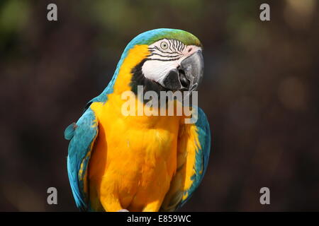 Blau-gelbe Ara (Ara Ararauna) Nahaufnahme im Profil Stockfoto