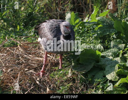 Nahaufnahme des südlichen oder crested Screamer (Chauna Torquata) nativen nach Brasilien, Argentinien und Uruguay Stockfoto