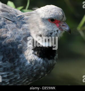 Nahaufnahme des südlichen oder crested Screamer (Chauna Torquata) nativen nach Brasilien, Argentinien und Uruguay Stockfoto