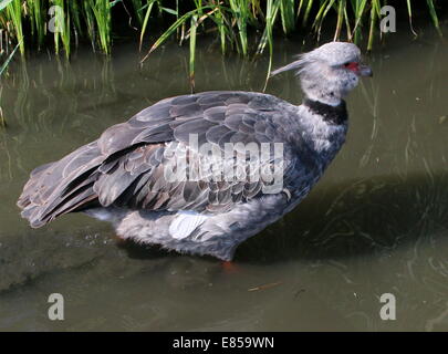 Nahaufnahme des südlichen oder crested Screamer (Chauna Torquata) nativen nach Brasilien, Argentinien und Uruguay Stockfoto