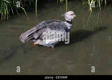 Südlichen oder crested Screamer (Chauna Torquata), die zu Fuß in einem kleinen Bach Stockfoto