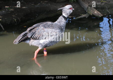 Südlichen oder crested Screamer (Chauna Torquata), die zu Fuß in einem kleinen Bach Stockfoto