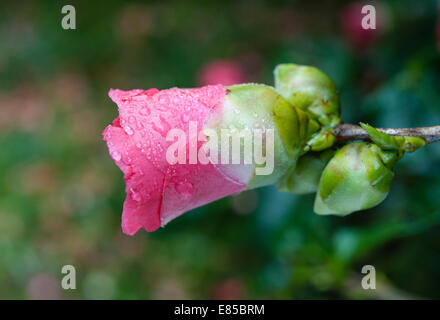 Trewidden Garden, Penzance, Cornwall, Großbritannien. Eine Blume von Camellia x williamsii „Grand Jury“, die im Frühling eröffnet wird Stockfoto
