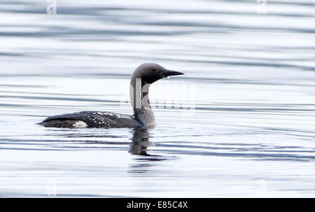 Prachttaucher, Gavia artica Stockfoto