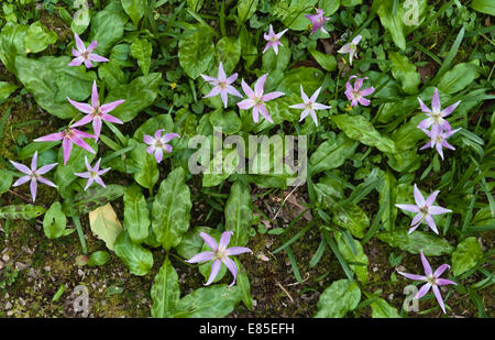 Erythronium (Violett mit Hundezahn oder Tunnellilie) in einem Frühlingsgarten in Cornwall, Großbritannien Stockfoto