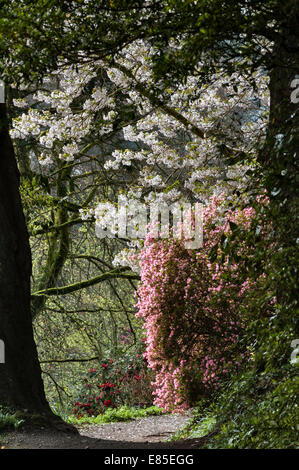 Trebah Garden, Falmouth, Cornwall. Rhododendron „Hinomayo“ und der blühende Kirschbaum Prunus „Shirotae“ auf dem Pfad namens Badger's Walk im Frühling Stockfoto