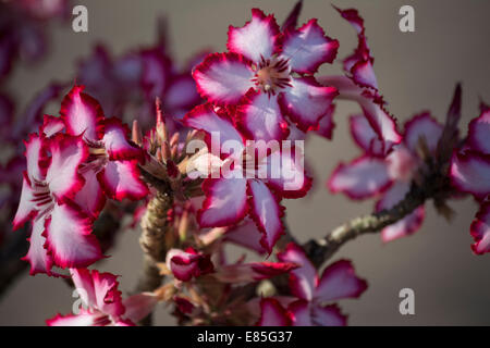 Impala Lily Blumen Stockfoto