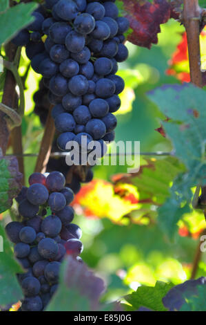 Closeup auf Trauben im Weinberg Laub rot schwarz Stockfoto