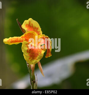 Wallonie, Bruggelette, Belgien, Europa Stockfoto