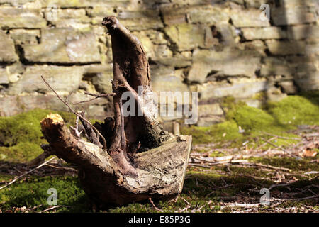 Brabant Wallon, Villers-la-Ville, Belgien, Europa Stockfoto