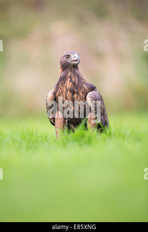 Steinadler (Aquila Chrysaetos) im Rasen stehen Stockfoto
