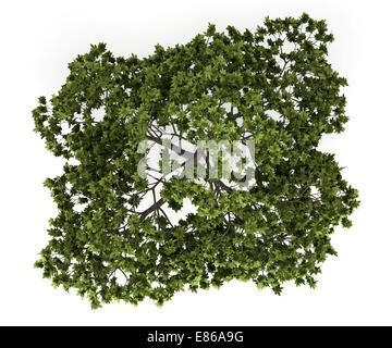 Draufsicht der gemeinsame Feigenbaum isoliert auf weißem Hintergrund Stockfoto